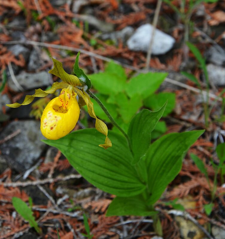 Lady Slipper